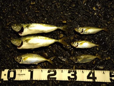 エギングがダメだったので